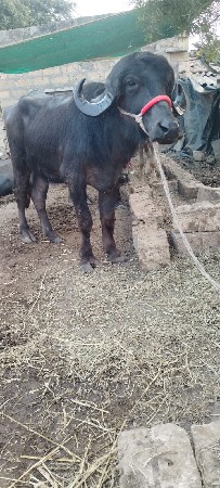 ખળેલી વેચવાની સે