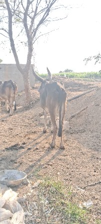 બળદ વેચવાના છે