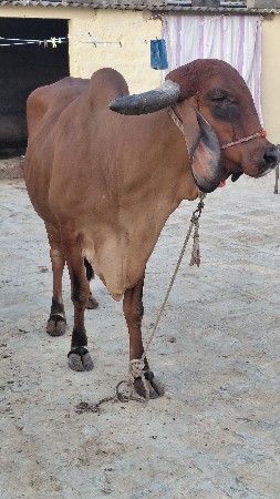 ગીર ગાય વેચવાની છે