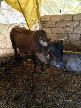 ગાય દેવાની સે