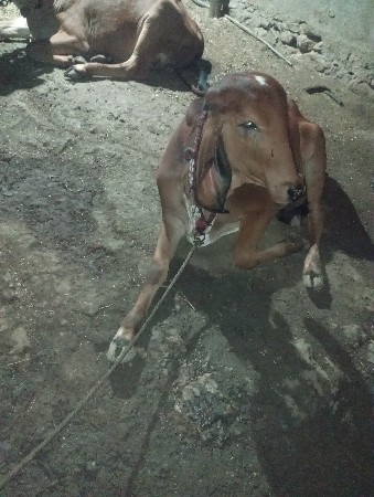 ઘોડી અથવા વછેરી ચાલે 
નંબરી ઘોડી