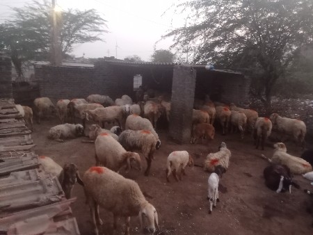 હાર્દિક રબારી