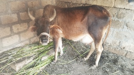 ગાય વેચવા ની સે