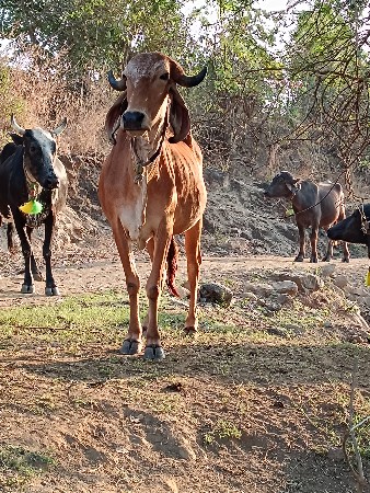 આ ગાય વેચવાની છે
