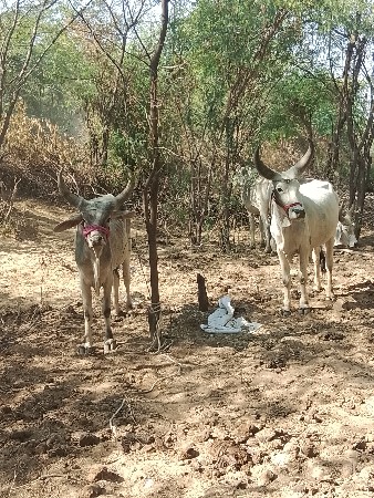 વઢિયારા વાછરડા વેચવાના છે