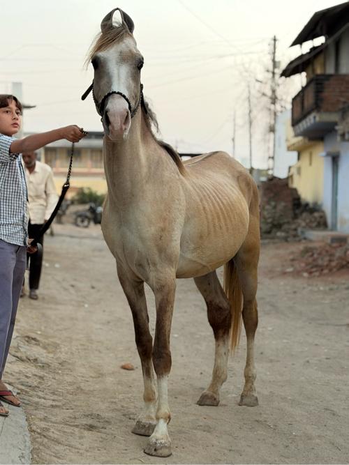કાઠિયાવાડી ઘોડો છે