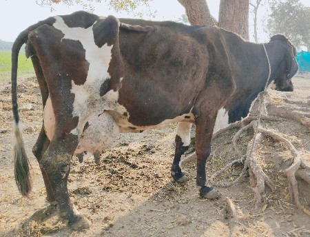 જર્સી ગાય વેચવાની