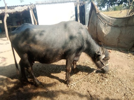 bhesh.vechavani.che.