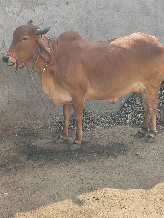 थंबनेल 3