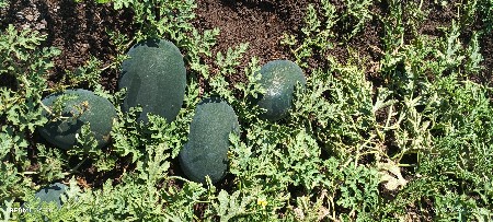 તરબુચ વેચવાના છે. બ્લેક બાદશાહ