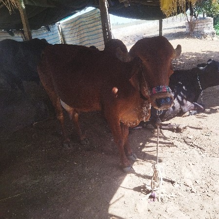 थंबनेल 2