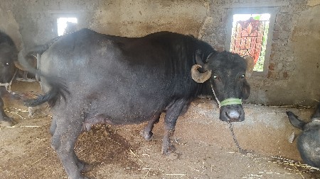 थंबनेल 2