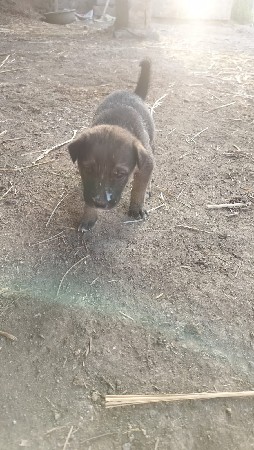 ગલુડિયા પપ્પી મેલ..ફિમેલ