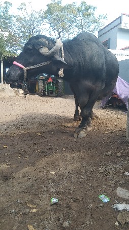 ૩ જુવેતર ૧૦દીવસ ની કાચી