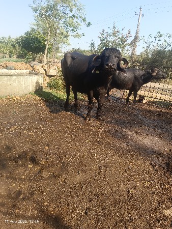 थंबनेल 2