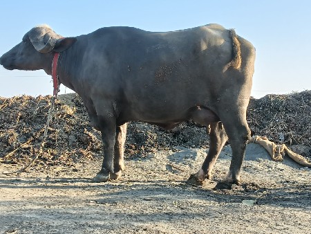 थंबनेल 2