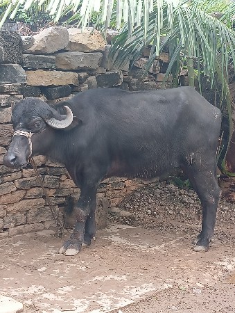 ખડેલૂ વેચવા નુ છે