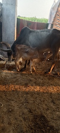 ગાય વેચાવછે