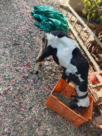 ઘેટો વેચવાનું છે