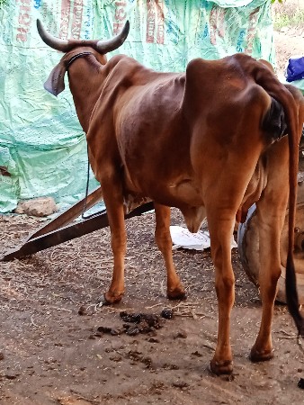 थंबनेल 2