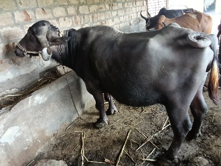 વેચવાનિછે