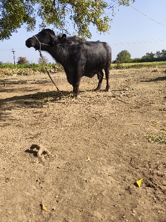 ભેંસ વેચવાની છે.વેતર.3.જુ