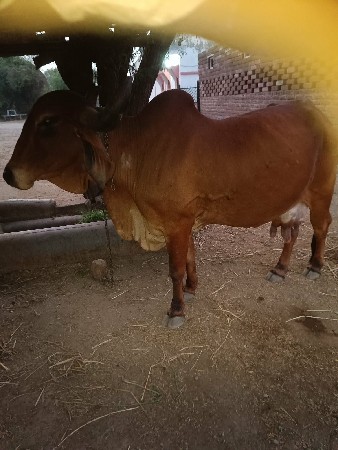 थंबनेल 2