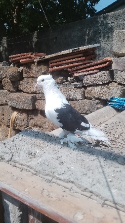 કબુતર વેચવાનું