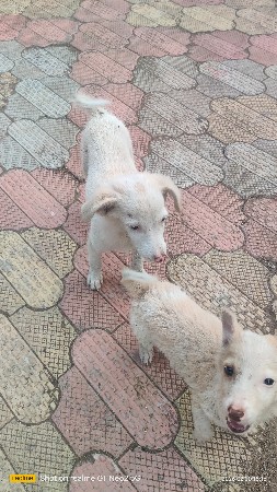 Pomeranian puppies for sale