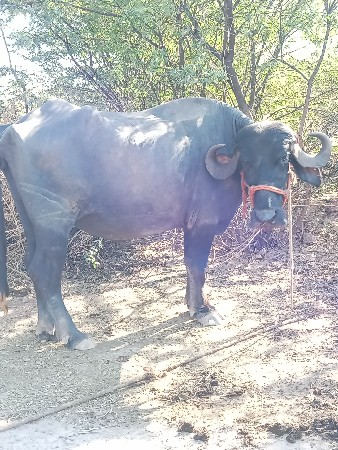 બે ખડેલાછે વેચાવછેગાભણ