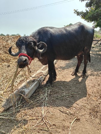 ભેંશ વેશવાની છે