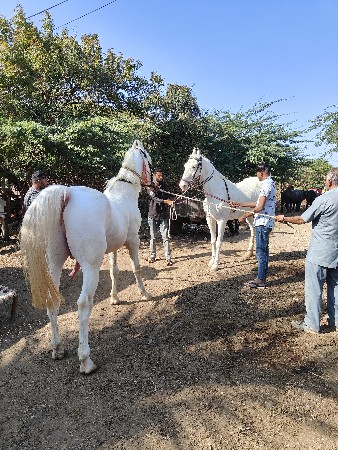 નુકરિ..ઘોટિદેવાનિછે
