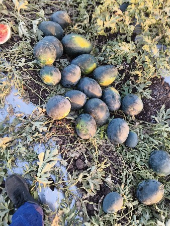 તરબૂચ કચરી માટે mdo