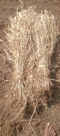 શિયાળુ નીરણ