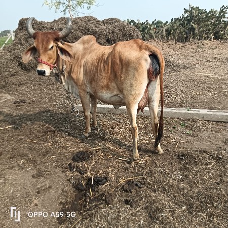 थंबनेल 2