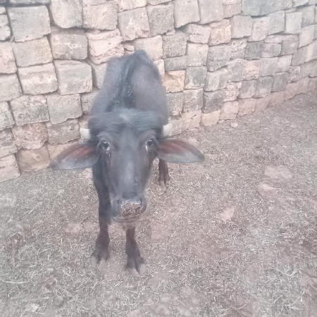 थंबनेल 3