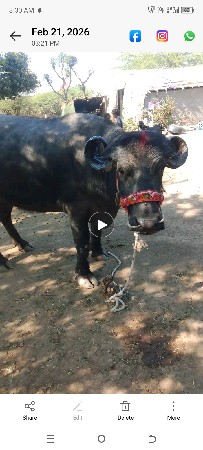 સુરેલી ગામની સાતમો મહિનો