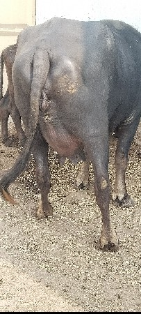 2 વેતર વ્યાસે