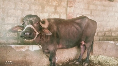 ભેંસ વેચવાની છે