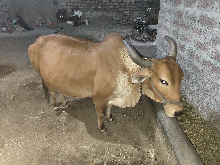 ગયા વેચવાની હે