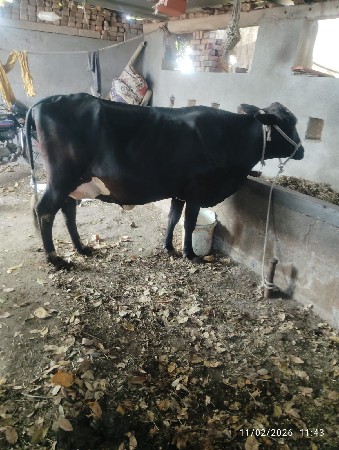 थंबनेल 3