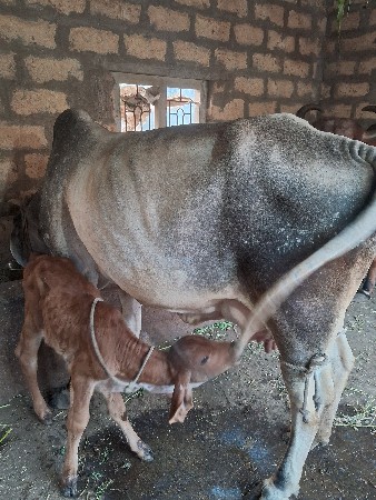 थंबनेल 3