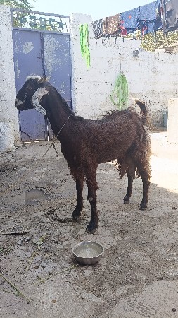 બકરી વેચવાની છે દૂધવાળી