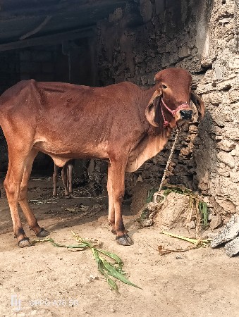 थंबनेल 5