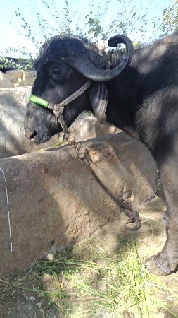 છ મહિના ની ગાભણી...