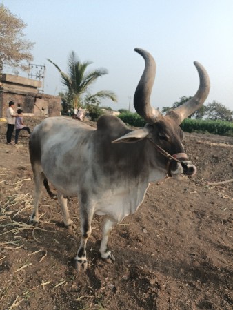 બળદ વેચવાનો છે