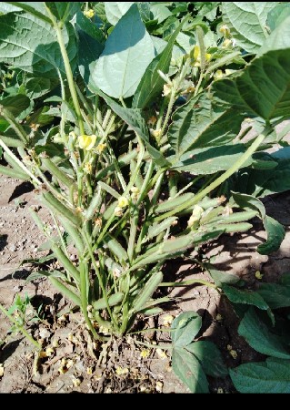 અડદ નું બિયારણ વેચવા નું છે