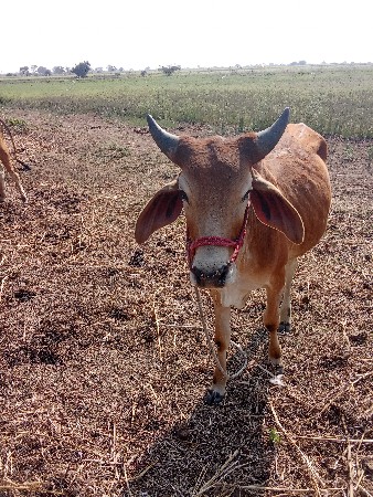 ગોઢલા વેચવાના છે
