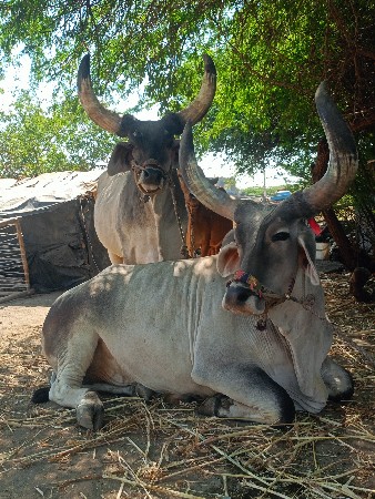 બળદ વેચવાના છે