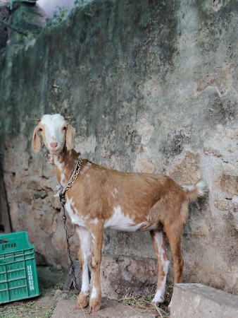 પતીરી બકરી